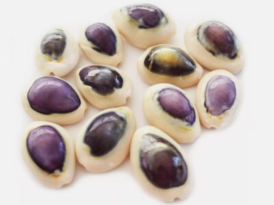 12 Small Purple Top Money Cowrie Shells