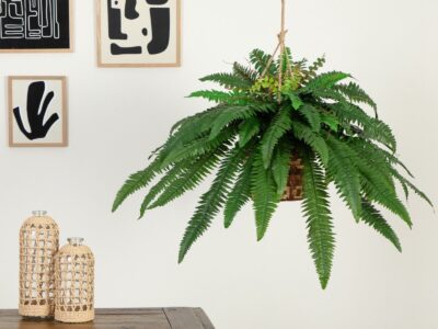 Large Boston Fern Hanging Basket Green