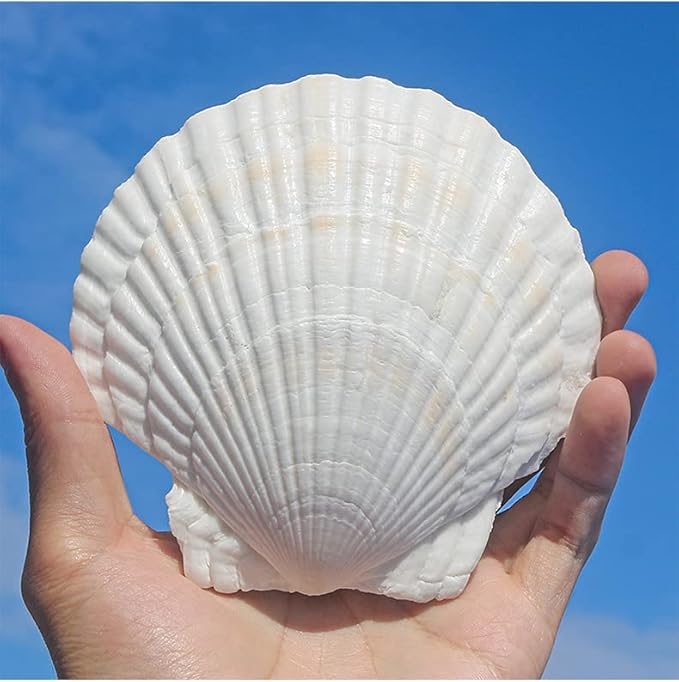 10PCS Large Scallop Shells for Crafts 4”-5” White Sea Shells for Baking Shells