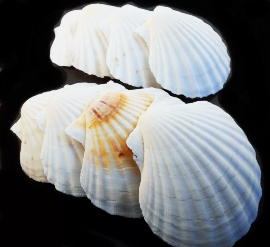 8 XL White Irish Baking Scallop Shells (4.5″+) Coastal Dining Beach Decoupage