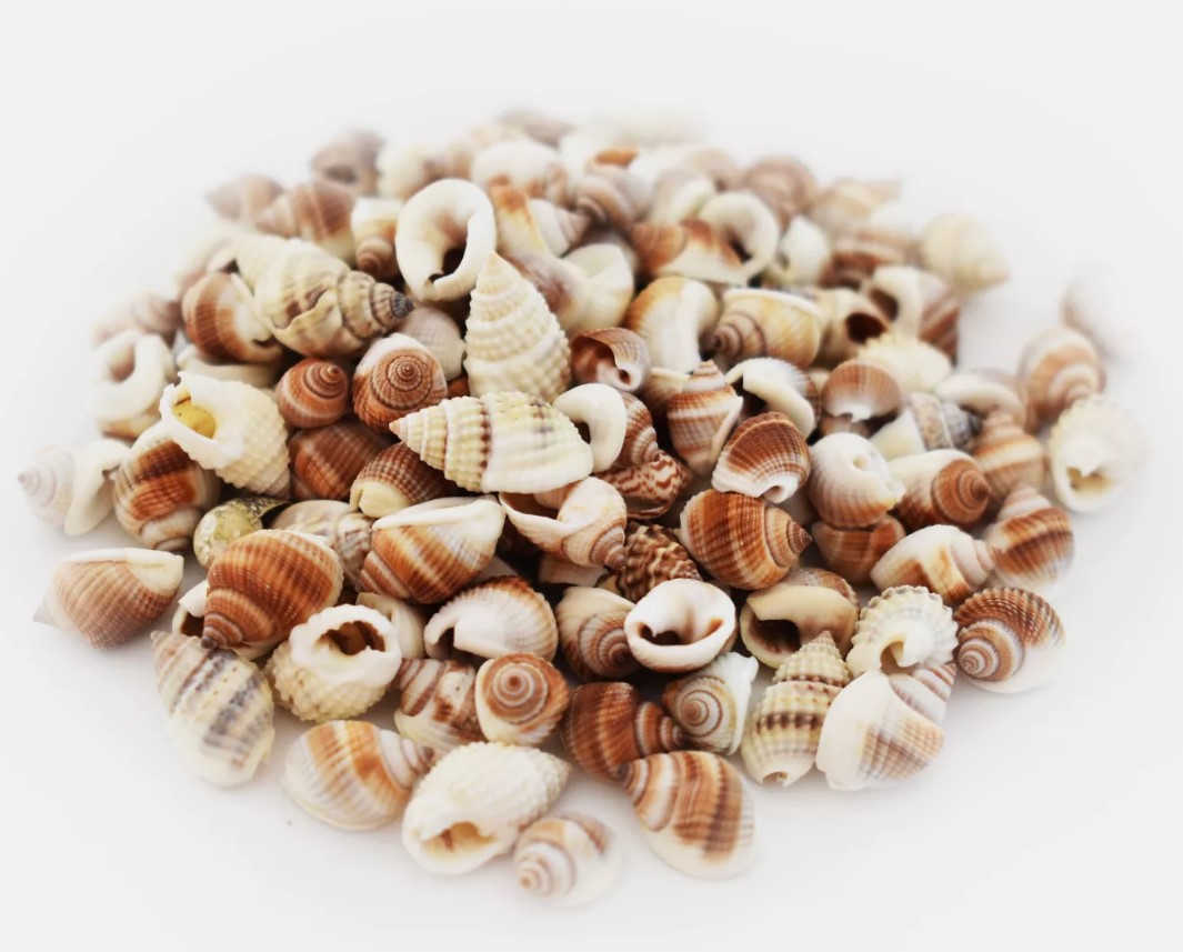 4 oz (300+) Brown Nutmeg Mini Shells Seashells Tiny 1/4-3/8″ Beach Crafts Decor