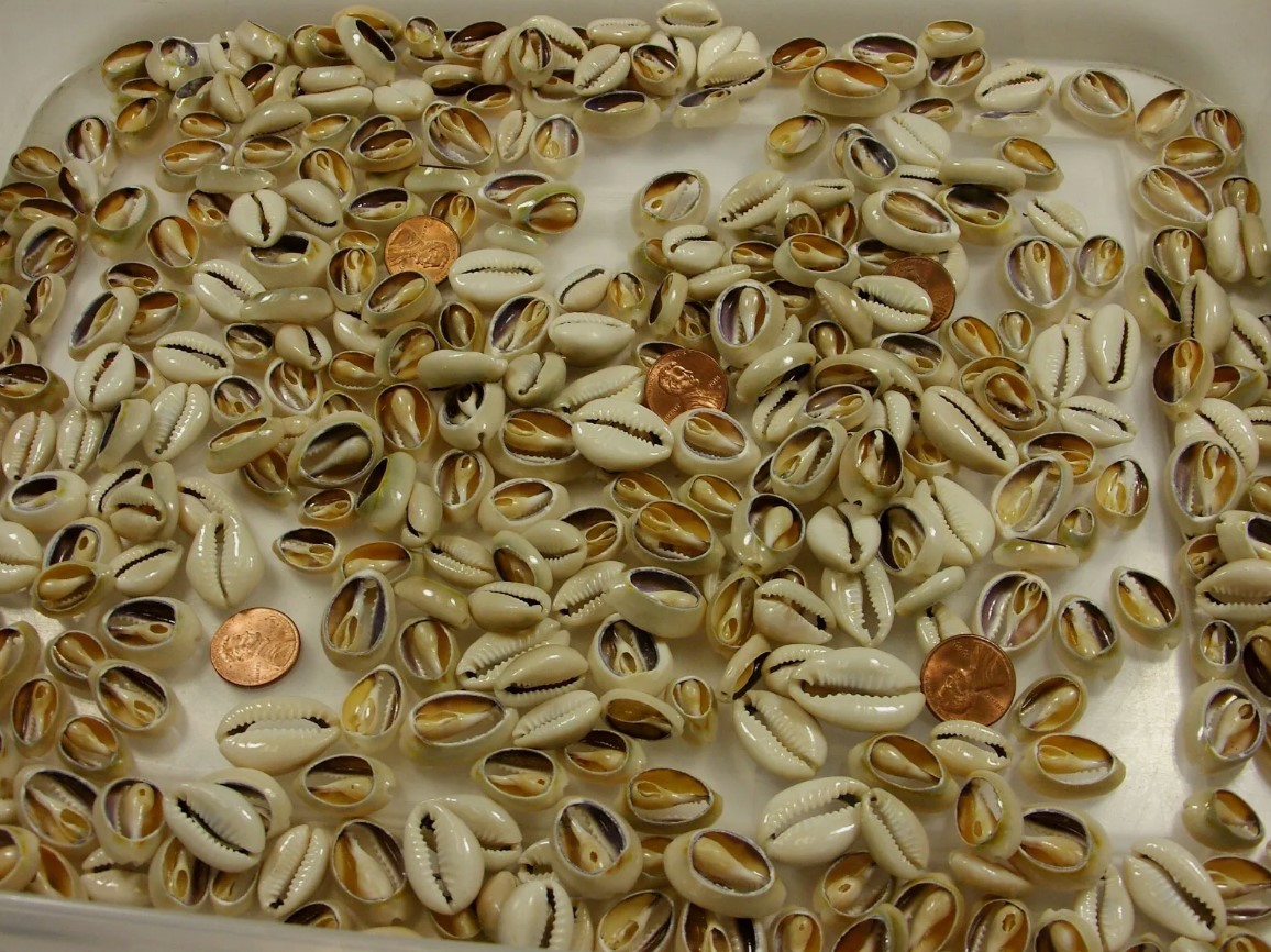 4 Pounds 1,400 PCS Cut Cowrie Shells Wholesale Bulk Lot (No Holes) (UDP-65T)