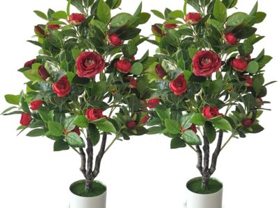 Camellia Tree