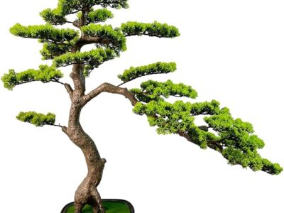 Bonsai Tree