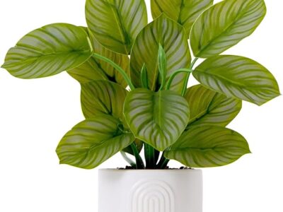 Calathea Plant