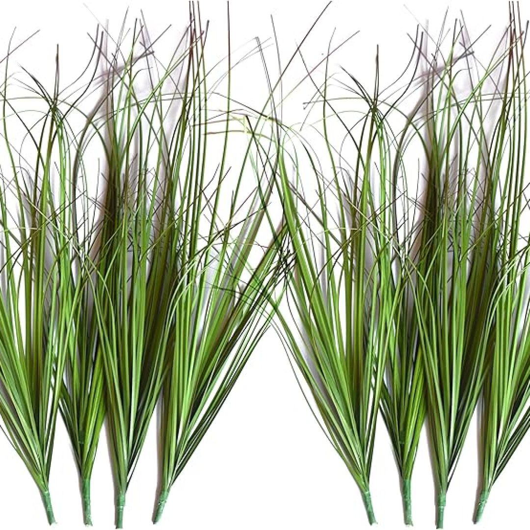 Grass Plant
