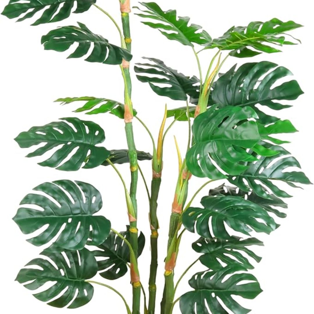 Monstera Plants