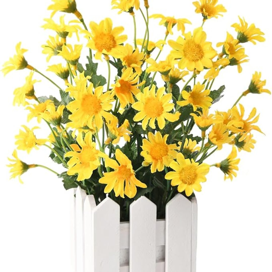 Chrysanthemum Plants