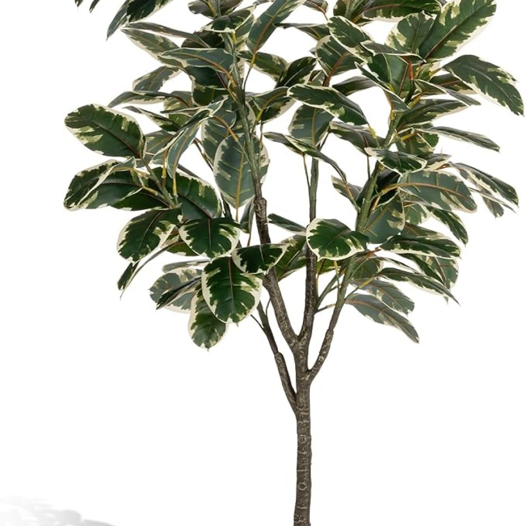 Rubber Tree Plant