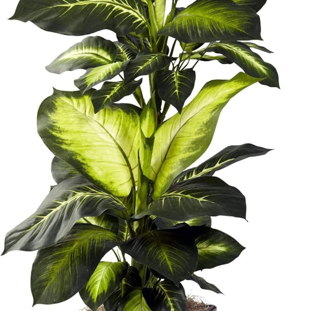 Dieffenbachia