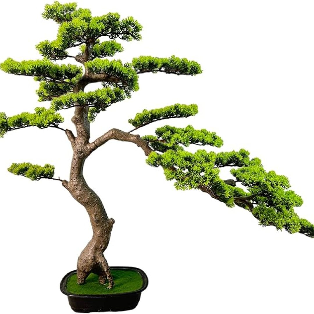 Bonsai Tree