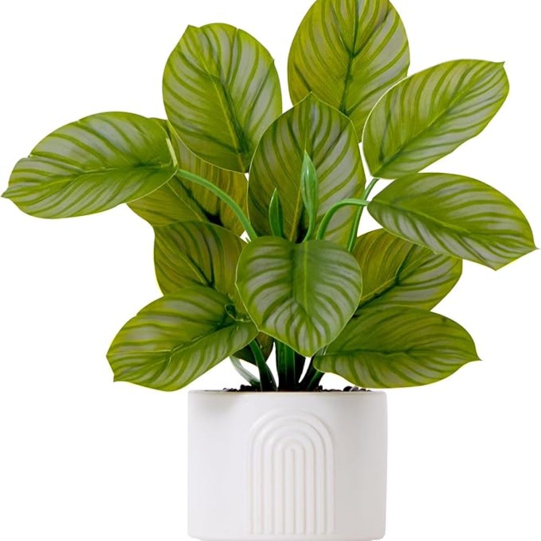 Calathea Plant