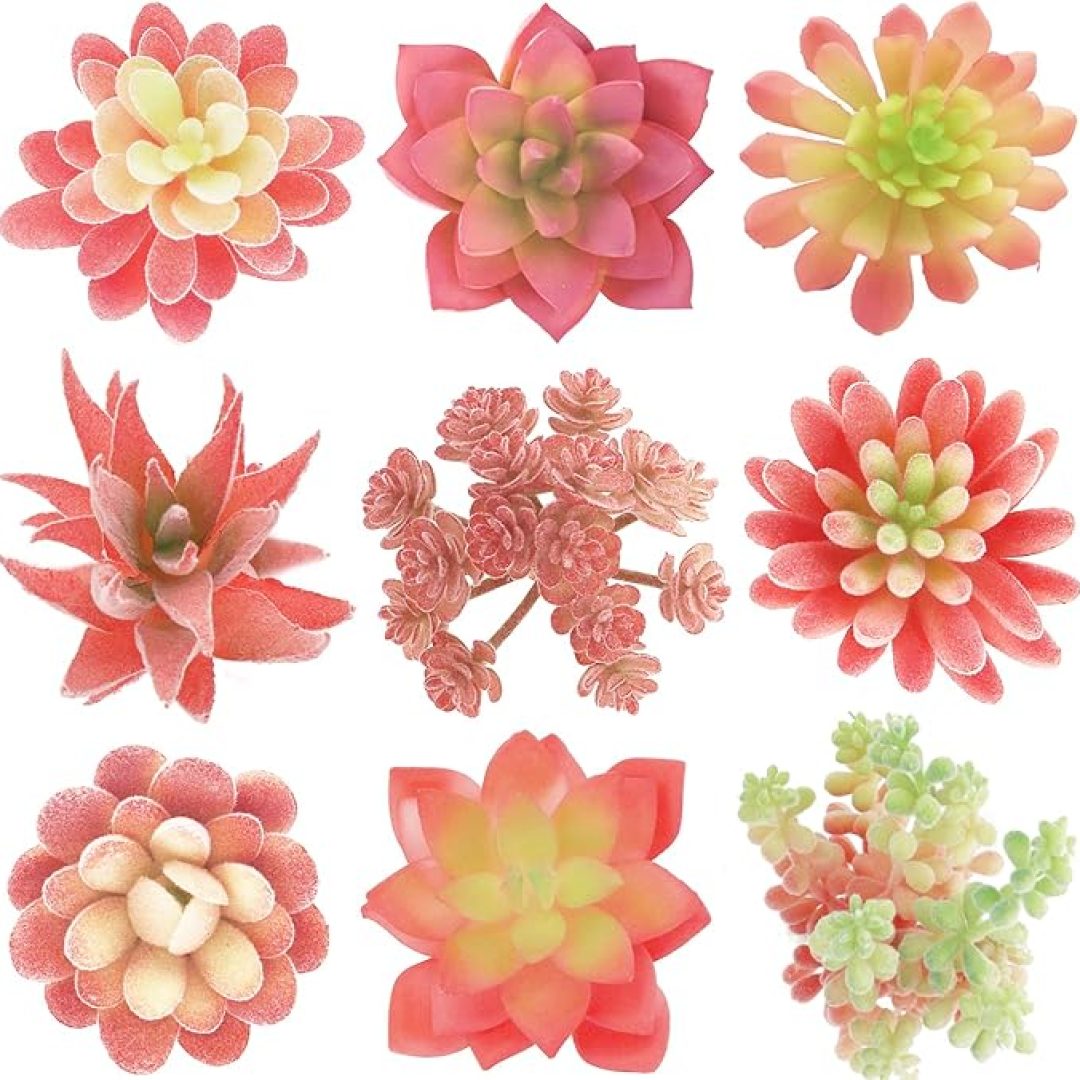 Pink Succulents