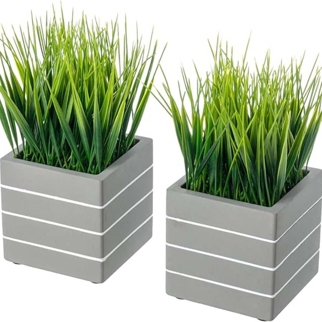 Green Grass Plants