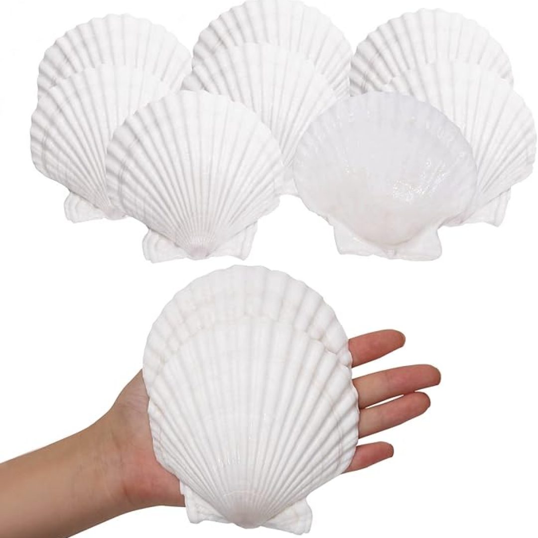 10PCS Sea Shells White Scallop Shells for Crafts Baking Cooking Serving Food