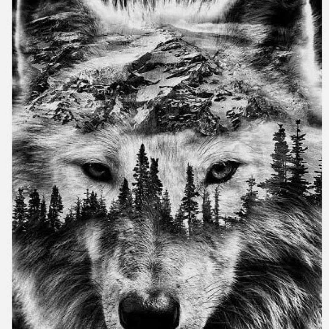 Wolf 5D DIY Diamond Art Kits