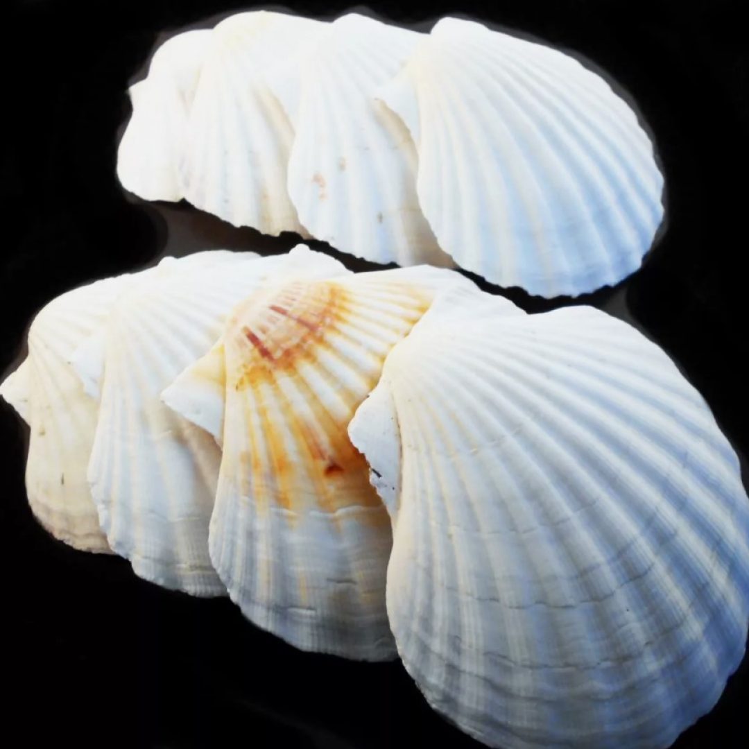 8 XL White Irish Baking Scallop Shells (4.5″+) Coastal Dining Beach Decoupage