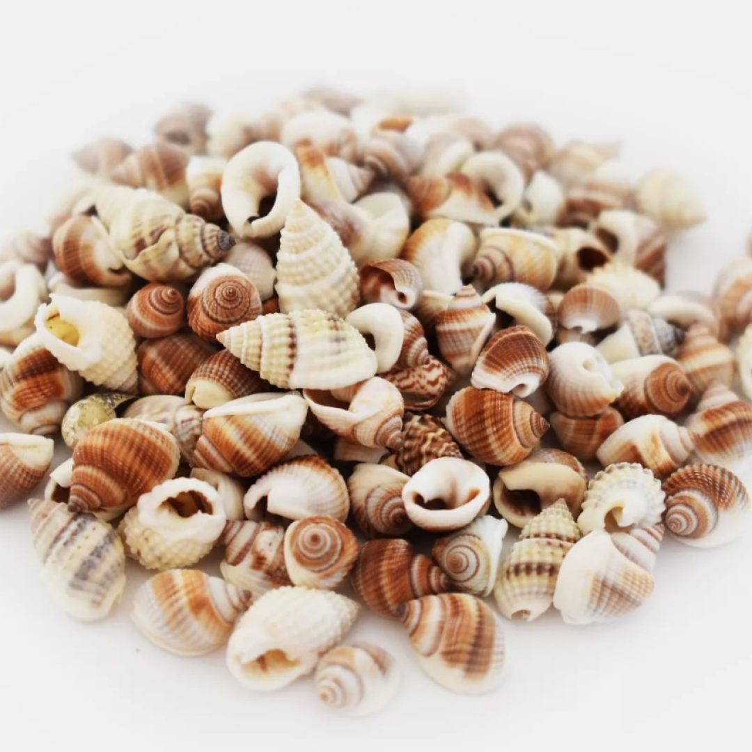 4 oz (300+) Brown Nutmeg Mini Shells Seashells Tiny 1/4-3/8″ Beach Crafts Decor