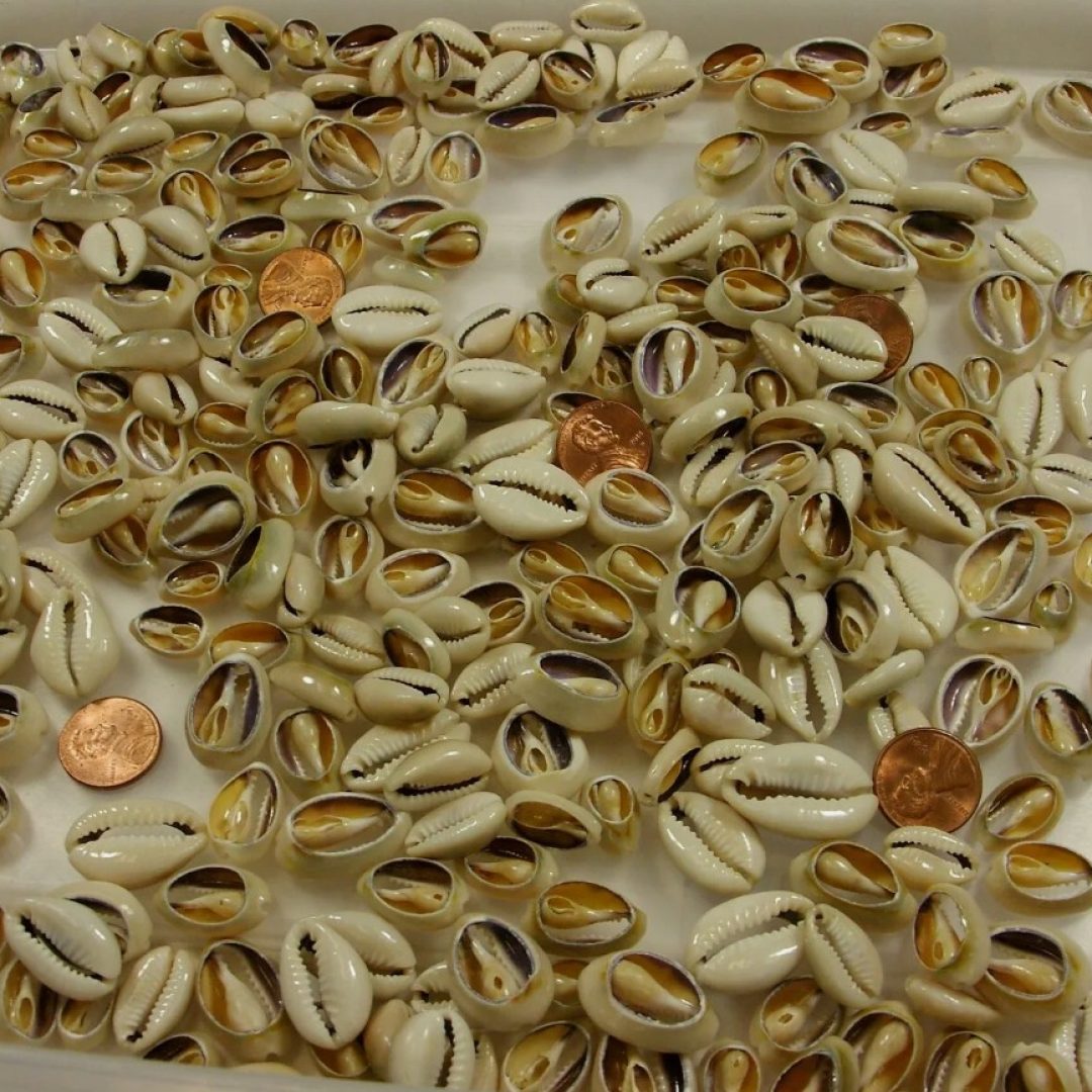4 Pounds 1,400 PCS Cut Cowrie Shells Wholesale Bulk Lot (No Holes) (UDP-65T)