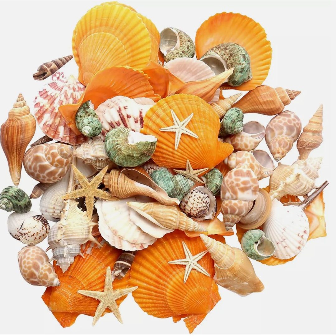 Mixed Beach Seashells Starfish