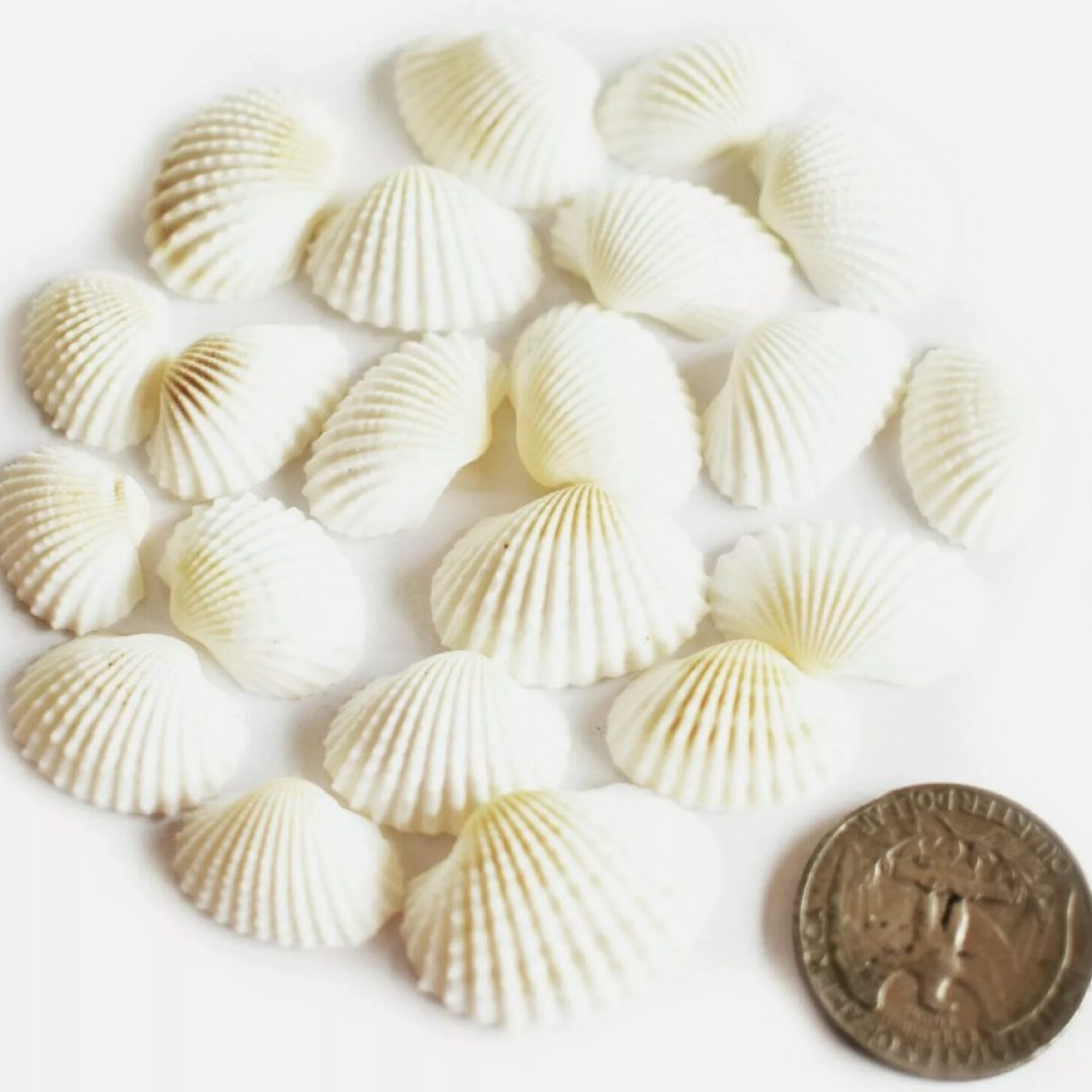 200 Tiny White Ark Shells Seashells
